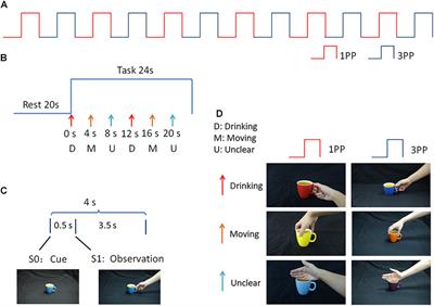 Neural Basis of Action Observation and Understanding From First- and Third-Person Perspectives: An fMRI Study